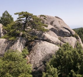 Όρος Δραγουντέλι Σιθωνίας: Ο αγέρωχος ίταμος 2000 ετών γίνεται ατραξιόν - Ο δασικός παράδεισος με το υπεραιωνόβιο δέντρο (φωτό - βίντεο)