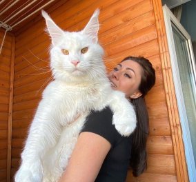 Γνωρίστε τον Kefir! Ο γάτος που ζυγίζει πάνω από 30 κιλά & έχει 72 χιλιάδες followers (φωτό - βίντεο)