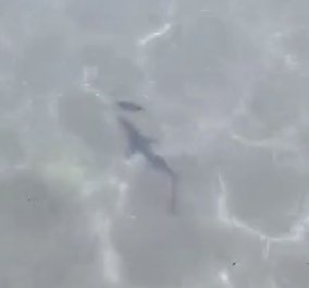 Καρχαρίας στη Σαλαμίνα: Σπάνιο στιγμιότυπο με το μωρό που έκοβε βόλτα ανάμεσα στους λουόμενους (βίντεο)