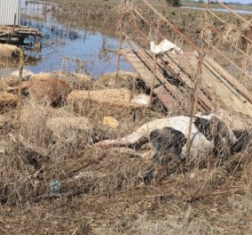 Πνίγηκαν 49.000 αιγοπρόβατα, 19.000 χοίροι, 4.186 βοοειδή και 4.300 πτηνά - Αυγενάκης: δήμοι -περιφέρειες υπεύθυνοι για τη διαχείριση των νεκρών ζώων