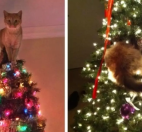 Άκτακτες και τρελαμένες με το Χριστουγεννιάτικο δέντρο! Δείτε τις γατούλες που το «στόλισαν» κατάλληλα! (φωτό)