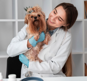 Στείρωση σκύλου: Όλα όσα πρέπει να γνωρίζετε - Απομυθοποιείστε την απλή επέμβαση & δείτε το ζωάκι σας ευτυχισμένο