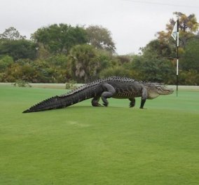 ΗΠΑ: Κροκόδειλος σκόρπισε τον τρόμο, εισβάλλοντας σε γήπεδο του γκολφ! (φωτό) 