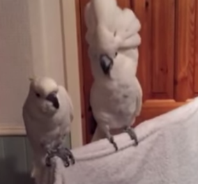 Ξεκαρδιστικό βίντεο: Παπαγάλος φαν του Έλβις χορεύει ασταμάτητα & τρελαίνει το διαδίκτυο