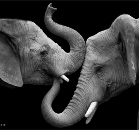 Είναι συναισθηματικοί οι ελέφαντες; Δείτε τους όμορφους γίγαντες σε τρυφερές σκηνές με τις προβοσκίδες τους να ''φιλιούνται''