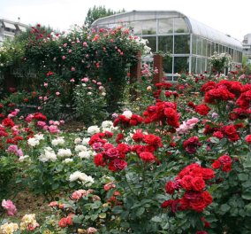 Story of the day: Αυτός είναι ο «άγνωστος» Βοτανικός κήπος της Θεσσαλονίκης - Μια όαση με 150 ποικιλίες τριαντάφυλλων, τεχνητές λίμνες & καταρράκτες