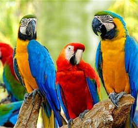 Το BBC δείχνει ένα βίντεο - ρεπορτάζ για τους 700 υπέροχους πολύχρωμους παπαγάλους του Καράκας! (βίντεο) 