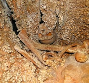 Ιταλία: Ανακαλύφθηκε το αρχαιότερο δείγμα ανθρώπινου DNA της ιστορίας - Ηλικίας; 170.000 ετών!