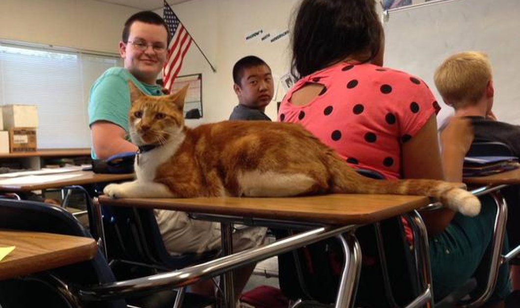 O Μπούμπα είναι ο πρώτος γάτος στο κόσμου που πάει σχολείο - Οι συμμαθητές του τον αγαπούν & τον προσέχουν στην τάξη   - Κυρίως Φωτογραφία - Gallery - Video