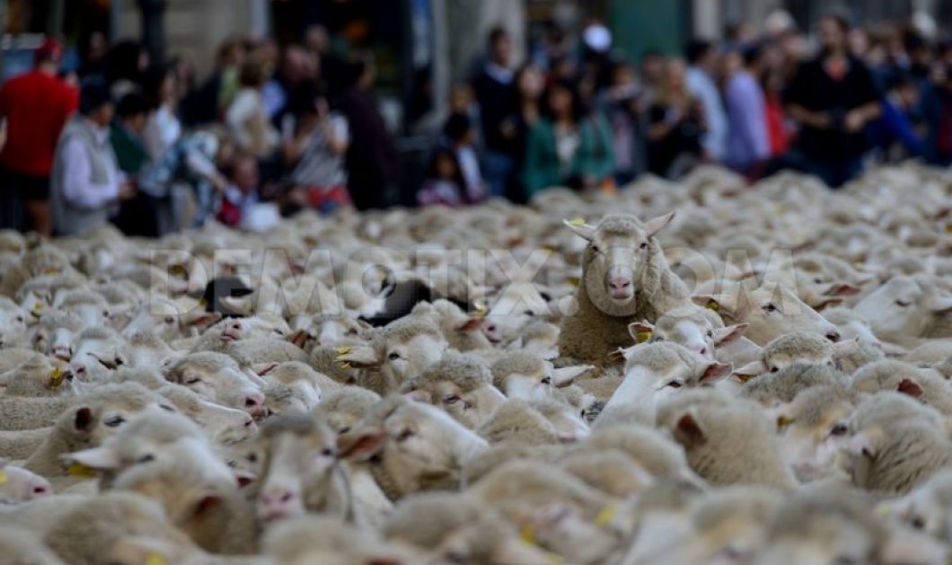 Βίντεο: 2.000 πρόβατα ξεχύθηκαν στους δρόμους της Μαδρίτης & προκάλεσαν πανικό - Κυρίως Φωτογραφία - Gallery - Video