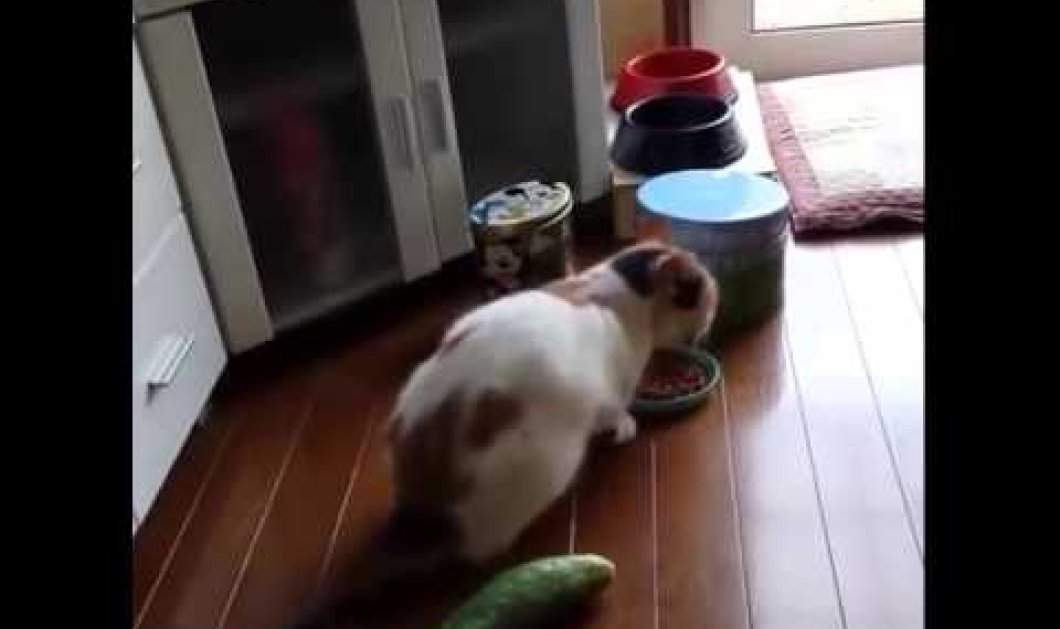 Βίντεο: Η σχέση μίσους μεταξύ γάτας και... αγγουριού - Δείτε πως αντιδρούν! - Κυρίως Φωτογραφία - Gallery - Video