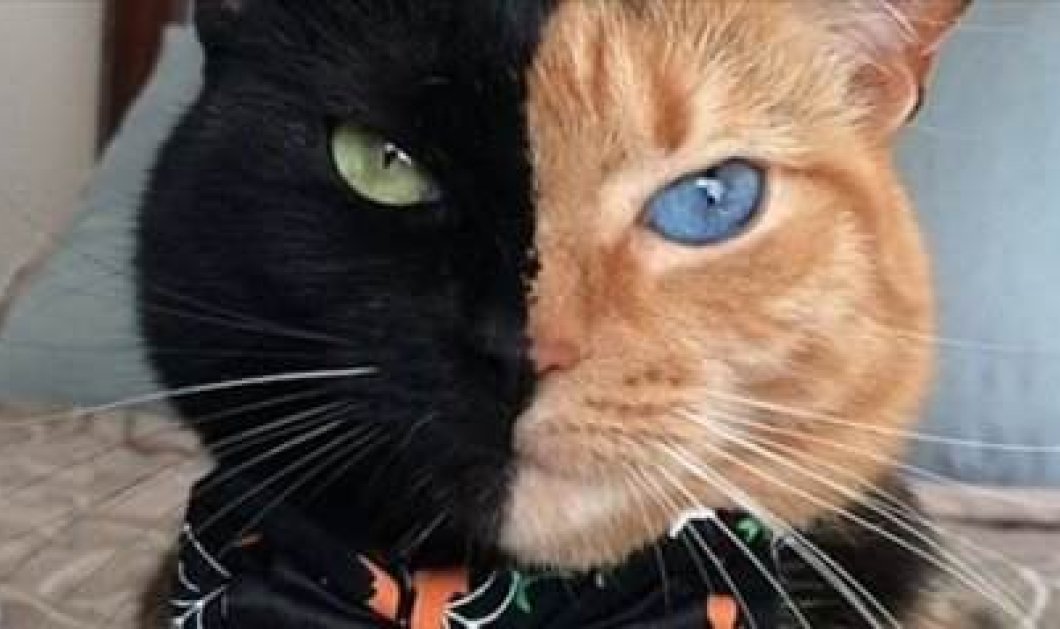 Μισή τίγρης, μισή πάνθηρας! Είναι η Αφροδίτη, μαύρη και πορτοκαλί γάτα που έριξε το ίντερνετ  - Κυρίως Φωτογραφία - Gallery - Video