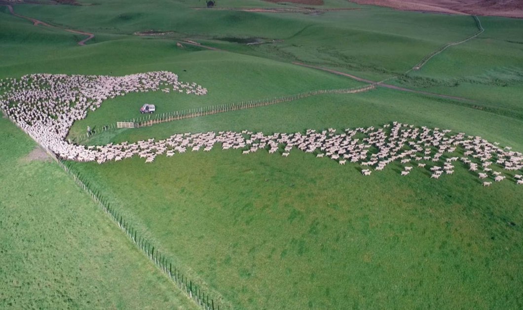 To βίντεο - ξεκινάμε την ημέρα: Χιλιάδες πρόβατα με εντυπωσιακό σχηματισμό μπαίνουν στο μαντρί  - Κυρίως Φωτογραφία - Gallery - Video
