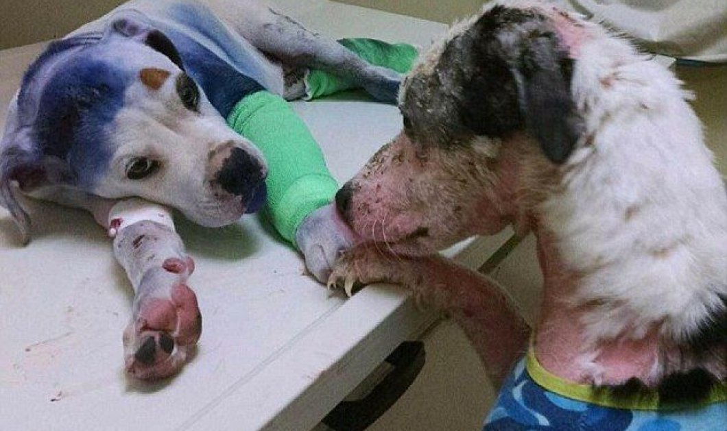 ​Απίστευτα μαθήματα αγάπης από δύο σκυλάκια: Το ένα κακοποιημένο παρηγορεί κουτάβι που το πυροβόλησαν  - Κυρίως Φωτογραφία - Gallery - Video