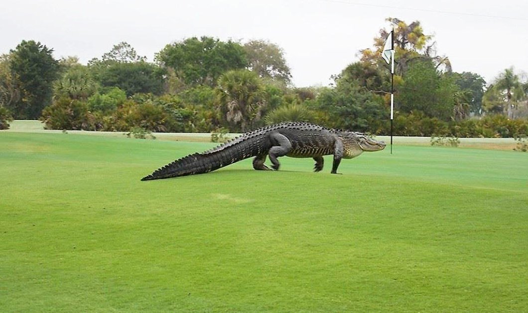 Και που λες πετιέται ένας αλιγάτορας - γίγας 5 μ. μέσα στο γήπεδο του γκολφ (Βίντεο)- Κόκαλο οι παίκτες - Κυρίως Φωτογραφία - Gallery - Video