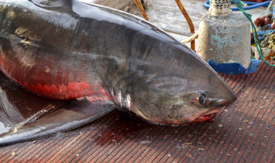 Καρχαρία, ολόκληρο θηρίο 250 κ., έβγαλε με τα δίχτυα του Ναυπλιώτης ψαράς- Δείτε τις φωτό  - Κυρίως Φωτογραφία - Gallery - Video