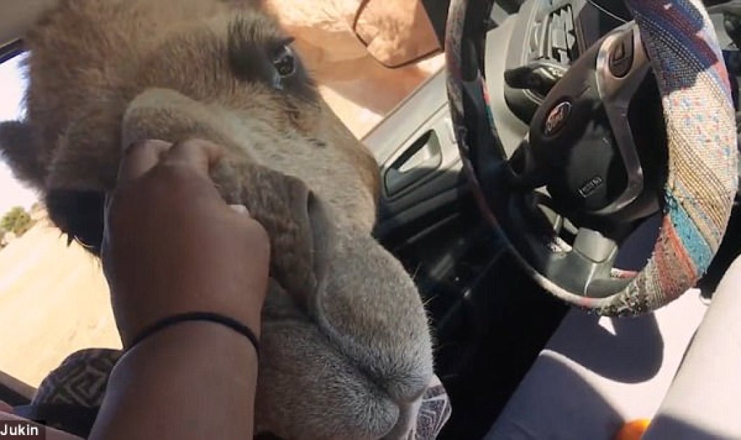 Βίντεο: Καμήλα αρπάζει το σάντουιτς ανυποψίαστου οδηγού - Κυρίως Φωτογραφία - Gallery - Video