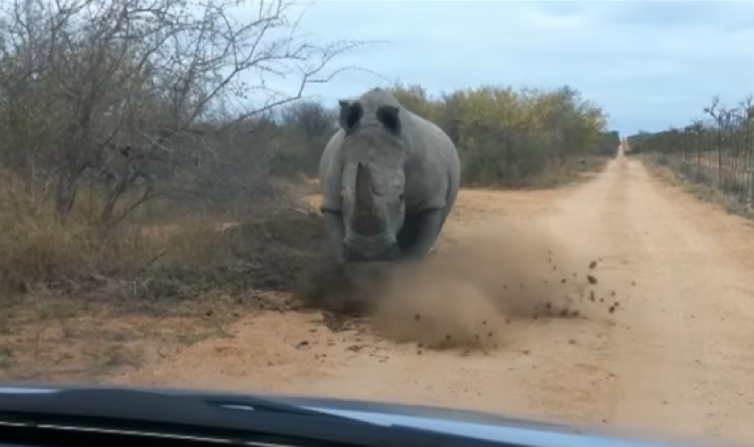 Βίντεο: Ένας... αγενής ρινόκερος επιτίθεται σε ανεπιθύμητο επισκέπτη στο Εθνικό Πάρκο Κρούγκερ - Κυρίως Φωτογραφία - Gallery - Video
