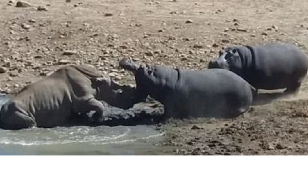 Βίντεο: Θυμωμένος ιπποπόταμος πνίγει έναν ρινόκερο για να υπερασπιστεί το "σπίτι" του - Κυρίως Φωτογραφία - Gallery - Video