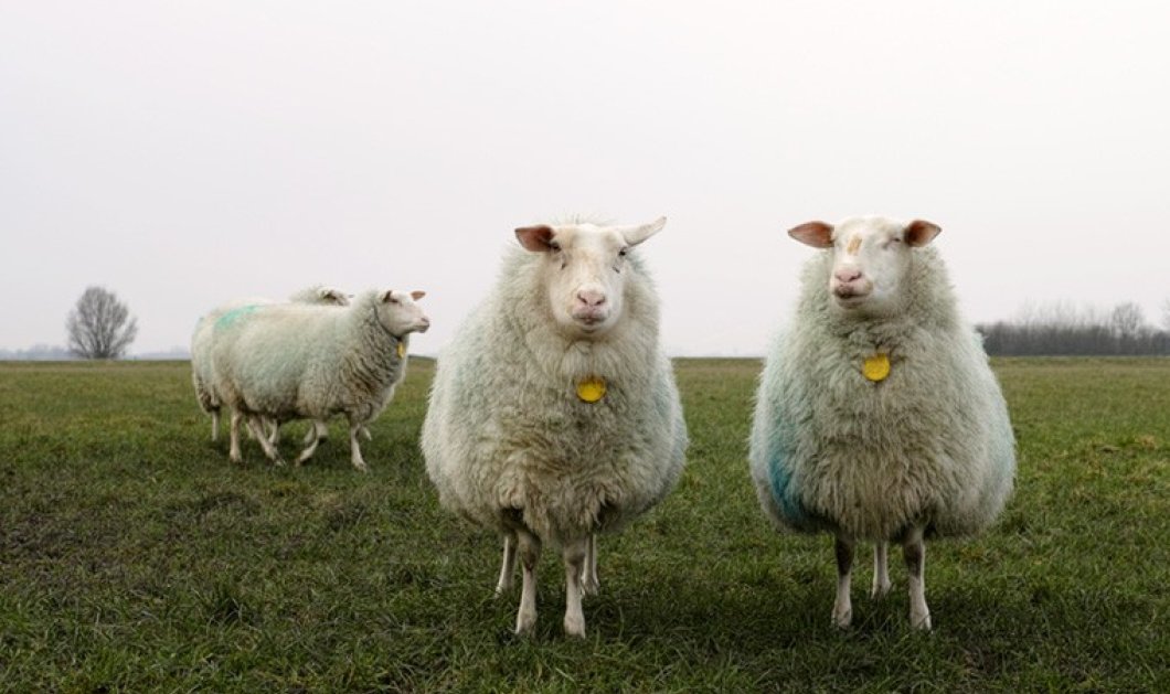 Μια ταινία διάρκειας 8 ωρών… με πρόβατα! -  Υπόσχεται στους θεατές ότι θα κοιμηθούν (ΒΙΝΤΕΟ) - Κυρίως Φωτογραφία - Gallery - Video