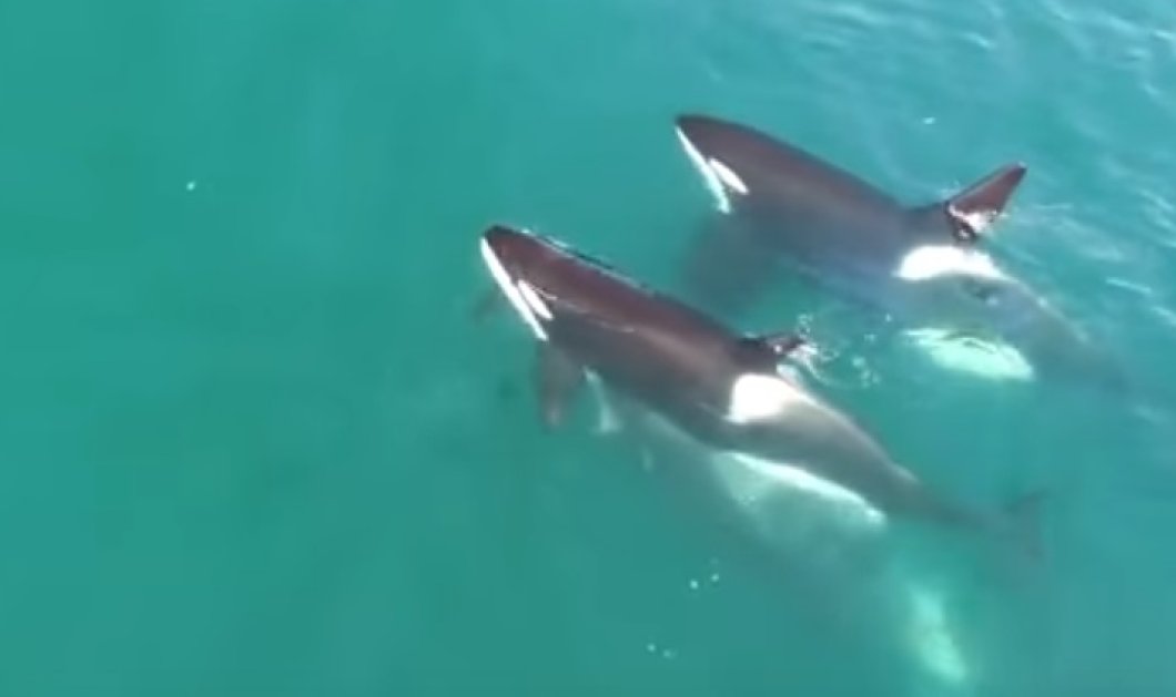 Συγκλονιστικό βίντεο που δείχνει ένα κοπάδι από όρκες να κυνηγάνε μια φάλαινα  - Κυρίως Φωτογραφία - Gallery - Video