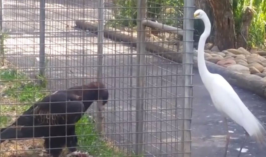 Βίντεο: Η παγίδα-δόλωμα του αετού για να πιάσει ένα πουλί - Κυρίως Φωτογραφία - Gallery - Video