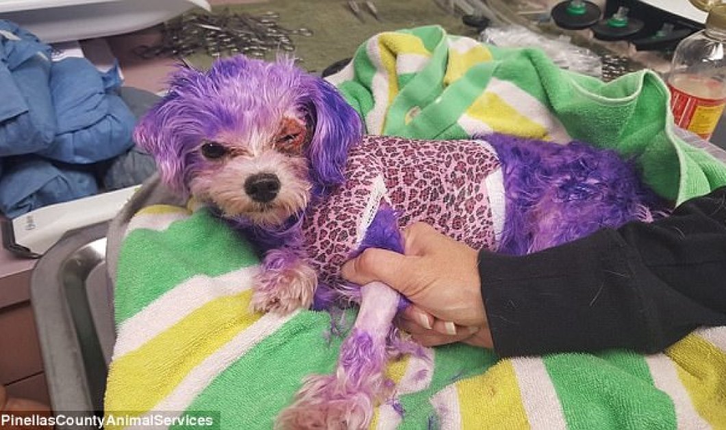 Απίστευτο story: Ιδιοκτήτης σκύλου τον έβαψε μοβ & εκείνο παραλίγο να πεθάνει  - Κυρίως Φωτογραφία - Gallery - Video