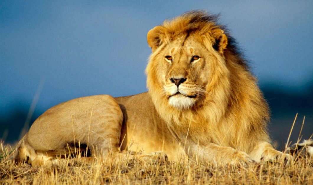 Λιοντάρι άρπαξε τον άνθρωπο που το φρόντιζε στο κλουβί του και τον σκότωσε (ΦΩΤΟ) - Κυρίως Φωτογραφία - Gallery - Video
