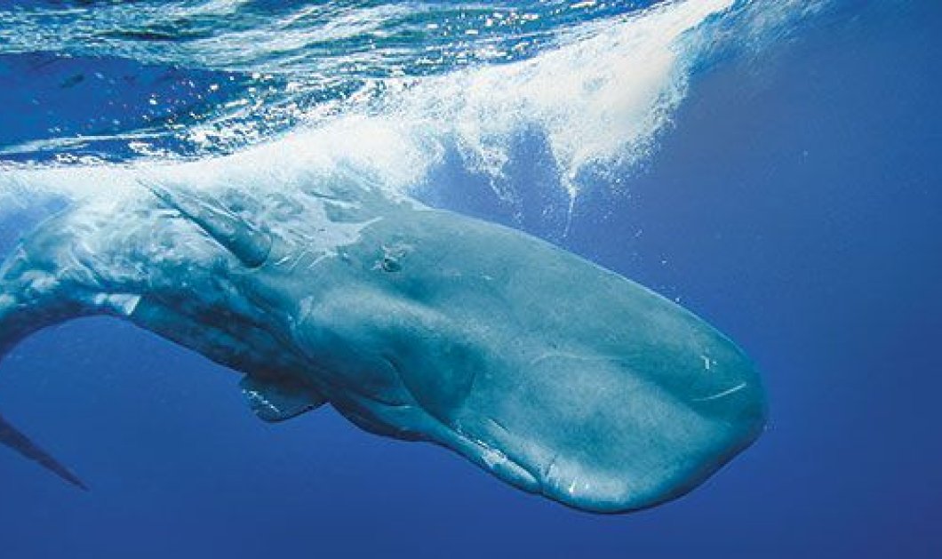 Απίστευτο! Τι βρήκαν στο στομάχι της φάλαινας που ξεβράστηκε στη Σαντορίνη - Κυρίως Φωτογραφία - Gallery - Video