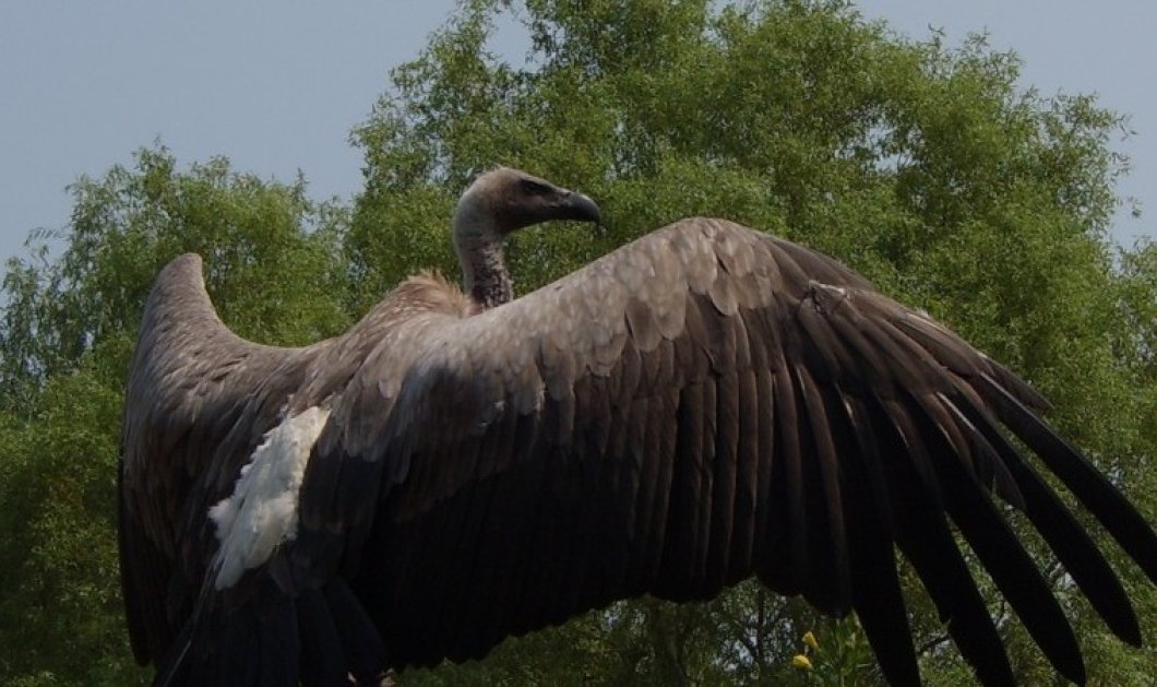 Αυτό το πουλί 700 κιλών ήταν το μεγαλύτερο που έζησε ποτέ στον πλανήτη (Φωτό) - Κυρίως Φωτογραφία - Gallery - Video