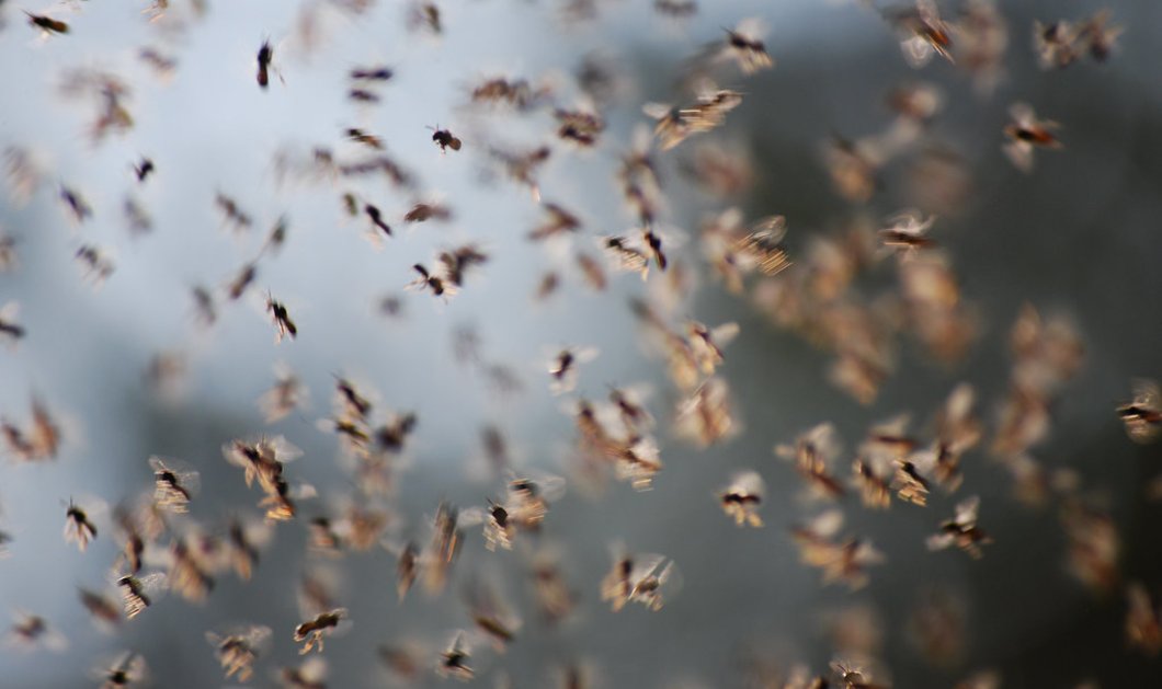 Story of the day: Σκοτείνιασε από εκατομμύρια μύγες ο ουρανός σε ένα χωριό της Ρωσίας - Γέμισαν σπίτια, γραφεία, δρόμοι (Φωτό & βίντεο) - Κυρίως Φωτογραφία - Gallery - Video