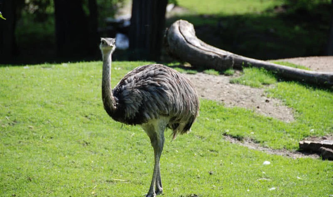 Βρέθηκε το μεγαλύτερο πουλί που πάτησε ποτέ στη Γη - Δεν πέταγε λόγω βάρους αφού ζύγιζε 450 κιλά - Κυρίως Φωτογραφία - Gallery - Video