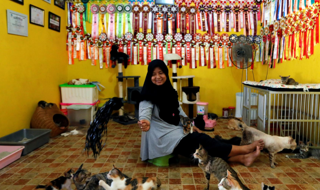 Ζευγάρι της Ινδονησίας έσωσε 250 γάτες & τώρα ζουν όλοι μαζί σαν μια οικογένεια  - Κυρίως Φωτογραφία - Gallery - Video