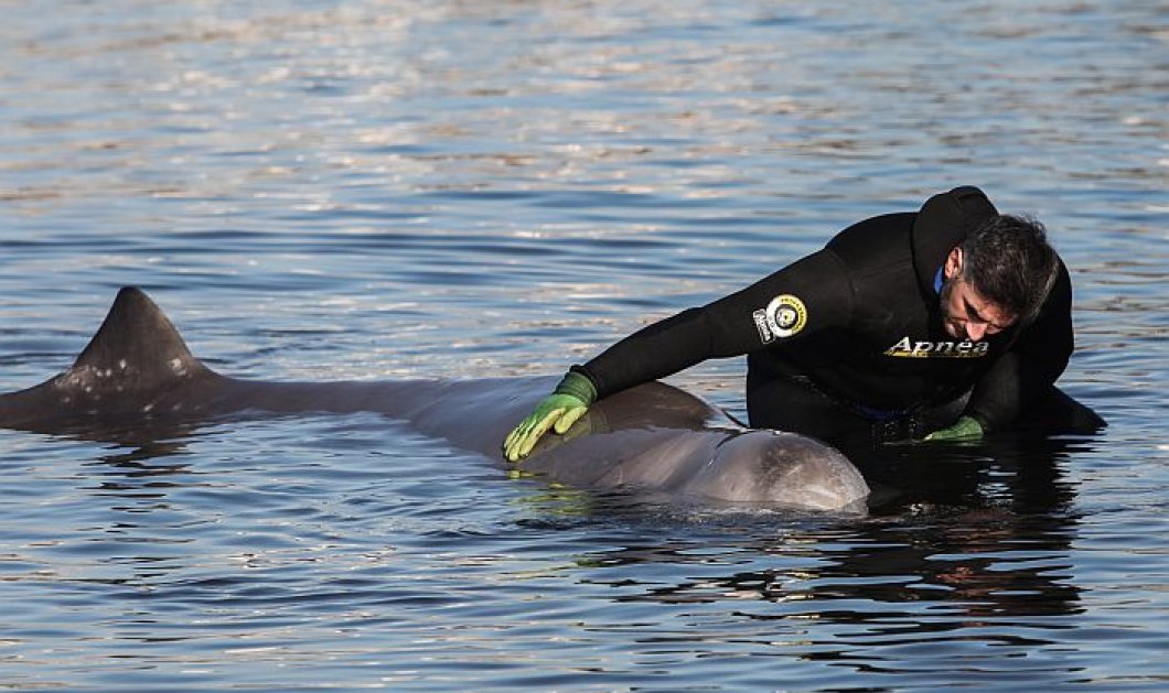 Απίστευτο περιστατικό: Τραυματισμένη φάλαινα εξόκειλε στην παραλία του Αλίμου - ''Το ζώο υποφέρει'' , λέει ο Αμυράς (φωτό - βίντεο)  - Κυρίως Φωτογραφία - Gallery - Video