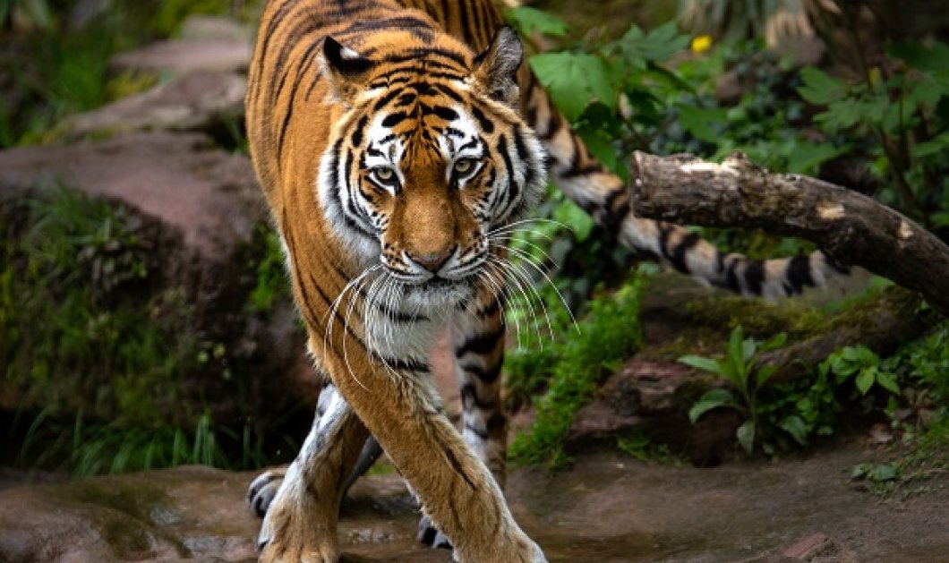 Άλλος για Μύκονο; Λιοντάρια και τίγρεις εντοπίστηκαν να ταξιδεύουν για το κοσμοπολίτικο νησί; (φωτό & βίντεο) - Κυρίως Φωτογραφία - Gallery - Video