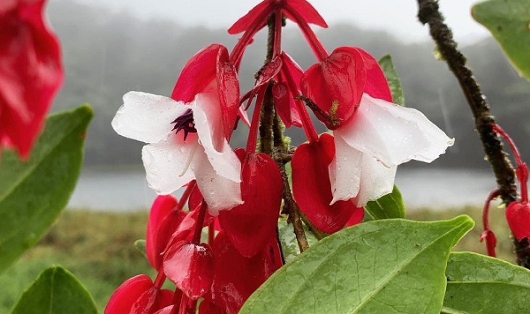 Tagimoucia: ένα από τα πιο σπάνια λουλούδια στον κόσμο! - Φύεται μόνο στο Ταβεούνι, το τρίτο μεγαλύτερο νησί των Φίτζι - Κυρίως Φωτογραφία - Gallery - Video
