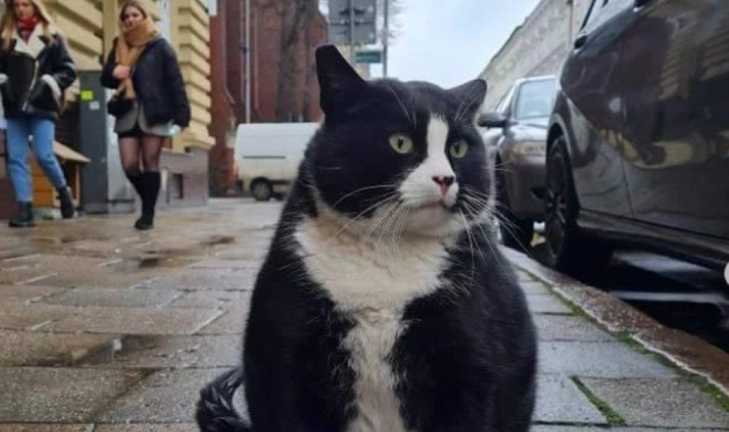 Γνωρίστε τον Gacek, τον πιο χοντρό γάτο της Πολωνίας - Προσελκύει χιλιάδες τουρίστες κάθε μέρα (φωτό) - Κυρίως Φωτογραφία - Gallery - Video