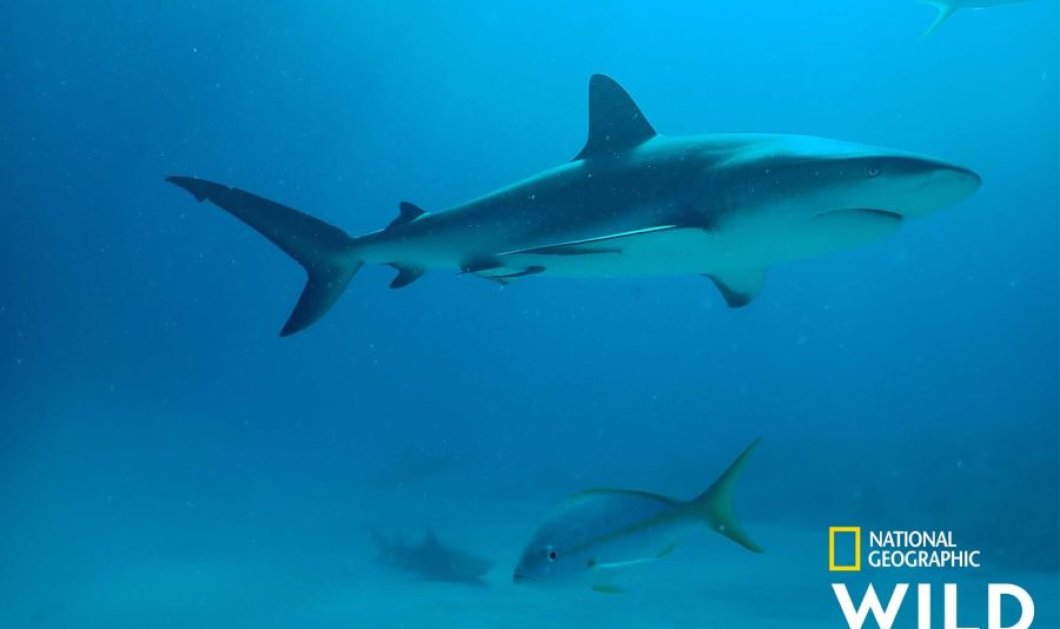 "Αφιέρωμα - Sharkfest": Επιστρέφει τον Ιούλιο στο National Geographic wild (βίντεο) - Κυρίως Φωτογραφία - Gallery - Video
