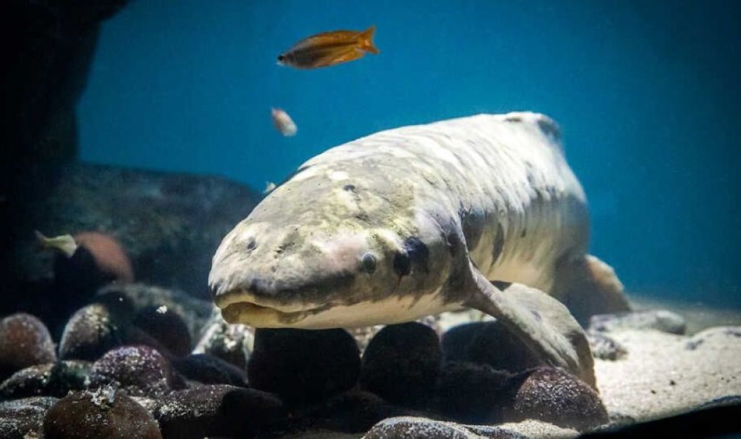 Γνωρίστε το μεγαλύτερο σε ηλικία ψάρι! Ο Μαθουσάλας είναι 90 ετών & βολτάρει μόνος αφού δεν έχει άλλους συνομήλικους ... (φωτό - βίντεο) - Κυρίως Φωτογραφία - Gallery - Video