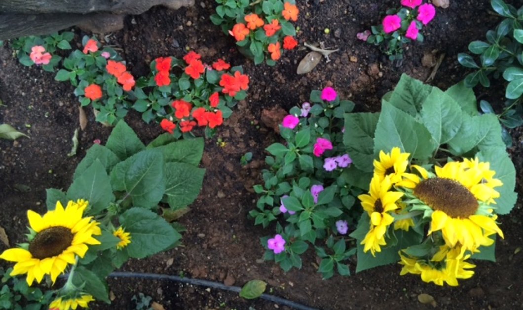 Ο κήπος μου μικρός αλλά χρωματιστός & μυρωδάτος‏! - Κυρίως Φωτογραφία - Gallery - Video