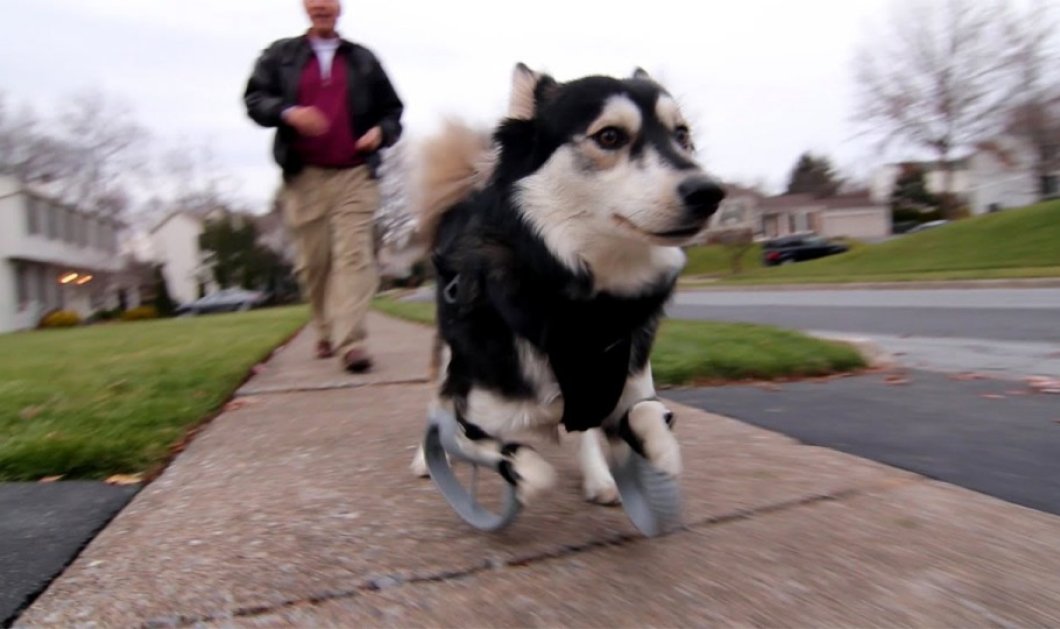 Ραγίζει καρδιές το σκυλάκι που τρέχει για πρώτη φορά με τα προσθετικά του πόδια - Μια τρυφερή ιστορία αγάπης!(Φωτό - Βίντεο) - Κυρίως Φωτογραφία - Gallery - Video