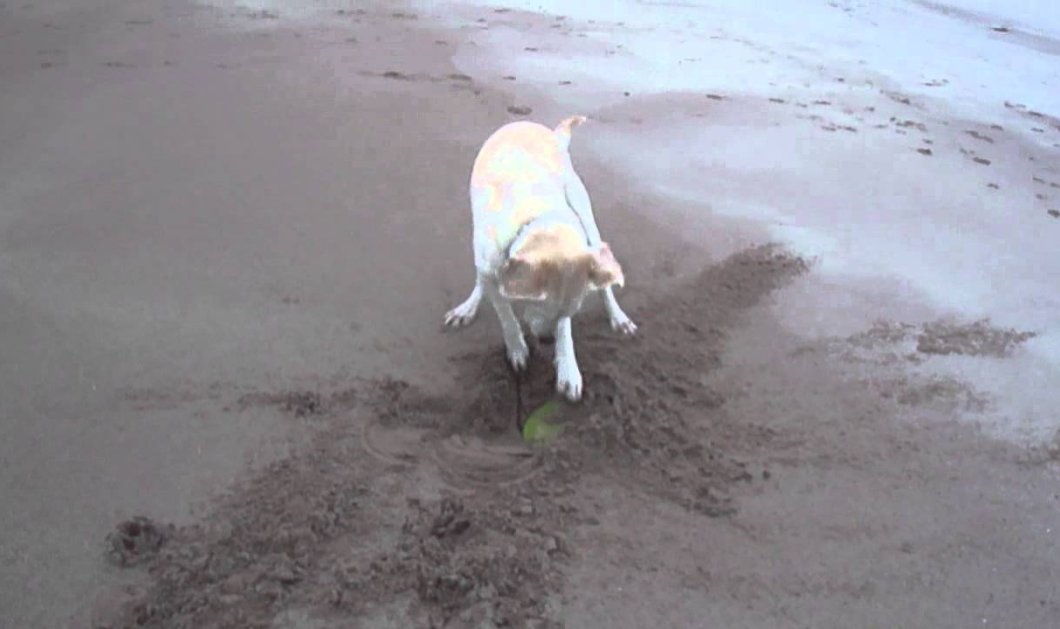 Smile: Δείτε αυτό το απεγνωσμένο σκυλάκι να προσπαθεί να πιάσει το frisbee του!(Βίντεο) - Κυρίως Φωτογραφία - Gallery - Video