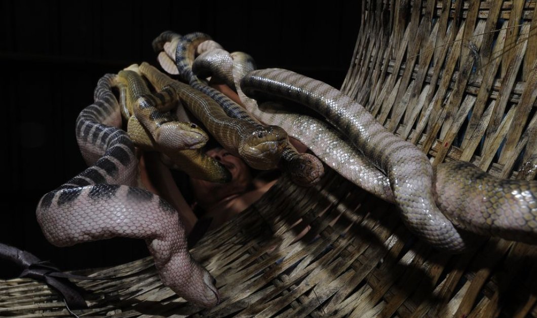 Το σούπερ μοναδικό βίντεο της ημέρας: Χιλιάδες δηλητηριώδη φίδια ψαρεύουν οι Ταϊλανδοί & το National Geographic δείχνει με καμάρι καρέ-καρέ! - Κυρίως Φωτογραφία - Gallery - Video